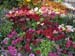 Mums, Pentas and Snapdragons