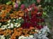 Mums, celosia and snapdragons