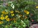 Rudbeckia and Mimulus under the Gingko tree