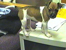 This is the cutest puppy!