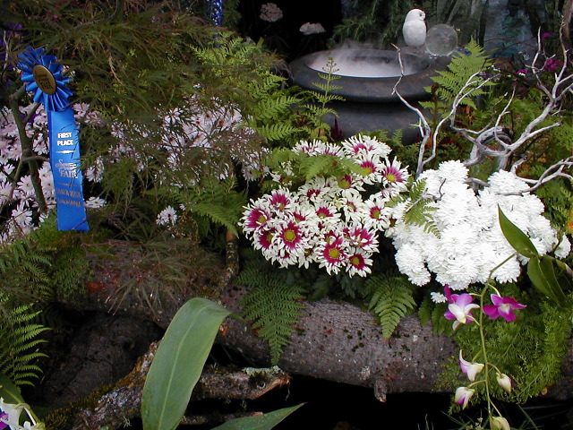 Fancy Chrysanthemums over the pool