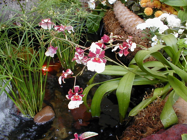 Orchid