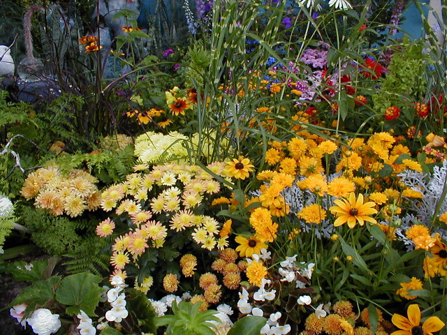 Multi-Flowers in the Meadow