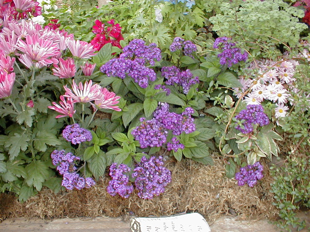 Purple Heliotrope