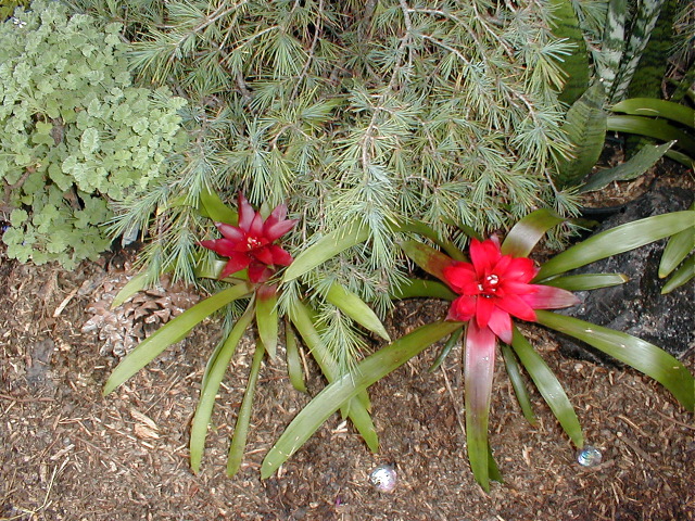 Bromeliads