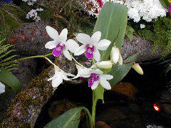 Orchid