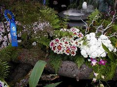 Fancy Chrysanthemums over the pool