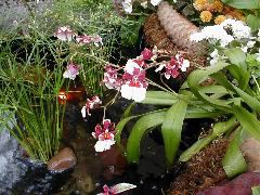 Orchid