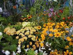 Multi-Flowers in the Meadow
