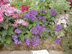 Purple Heliotrope