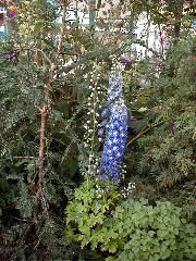Delphinium