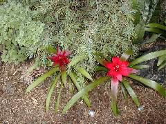 Bromeliads