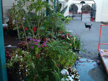 2005fairgarden005