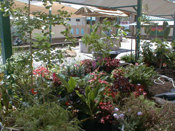 2005fairgarden010