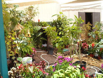 2005fairgarden019