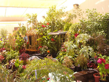 2005fairgarden020