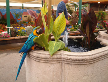 2005fairgarden096