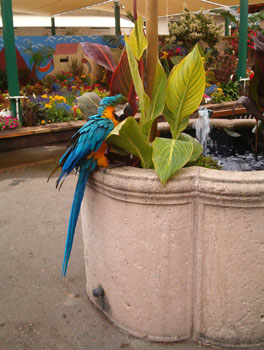 2005fairgarden097