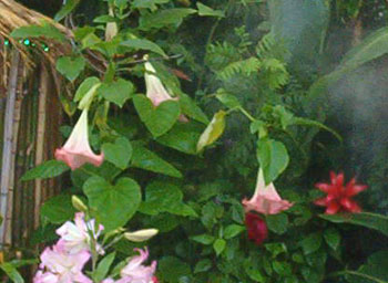 2005fairgarden098