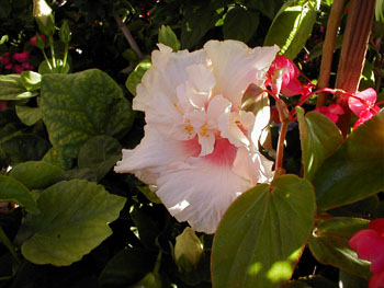 2005fairgarden110