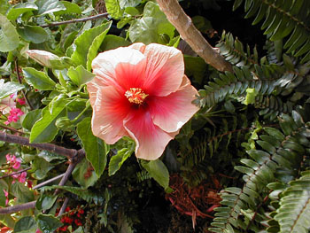 2005fairgarden111
