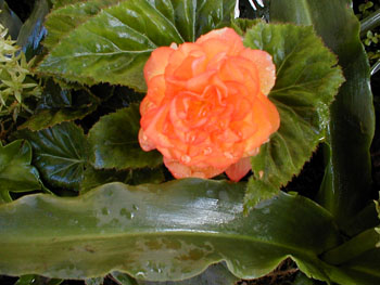 2005fairgarden112