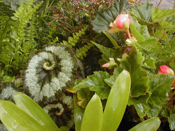 2005fairgarden157