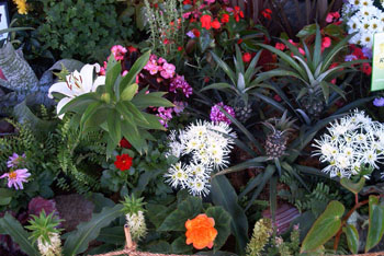 rainforestflowersC