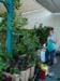 2005fairgarden003