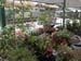 2005fairgarden010