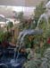 2005fairgarden013