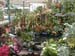 2005fairgarden016