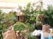2005fairgarden017