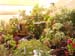 2005fairgarden020