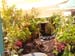 2005fairgarden021