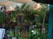 2005fairgarden031