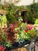 2005fairgarden034