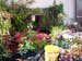 2005fairgarden035