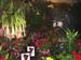 2005fairgarden072
