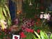 2005fairgarden073
