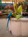 2005fairgarden097