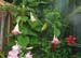 2005fairgarden098
