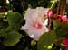 2005fairgarden110