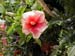2005fairgarden111