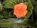 2005fairgarden112