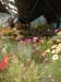 2005fairgarden127