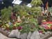 2005fairgarden128