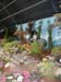 2005fairgarden130