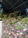 2005fairgarden131