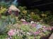 2005fairgarden134